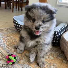 Slate - Blue merle male Pomeranian puppy in Raymondville, Missouri from Pampered Pomskies
