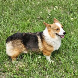Jazzy - Pembroke Welsh Corgi