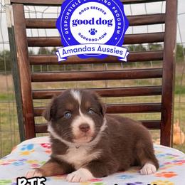 RTF Purple collar - Red tri-color female Australian Shepherd puppy in Greenville, Texas from Amandas Aussies