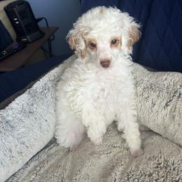 Luna apricot and white parti - Parti female Poodle puppy in Winter Haven, Florida from Herdez’s Poodles