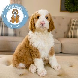 Goldendoodle Puppies from BellaDoodles