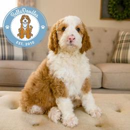 Goldendoodle Puppies from BellaDoodles