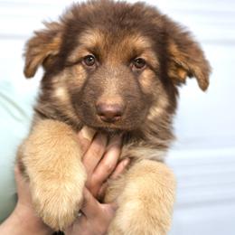 Daisy - Liver female German Shepherd puppy in Black Forest, Colorado from Icy's German Shepherds and Miniature Dachshunds