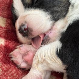Miniature American Shepherd Puppies from Cashecho Kennel