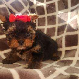 Olivia - Black and gold female Yorkshire Terrier puppy in Dallas, North Carolina from Mandy's Miracles