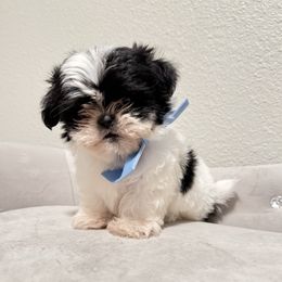 Boy (Baby Blue Boy) - Black and white male Shih Tzu puppy in National City, California from NCStellarPuppies