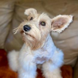 Montana Rose - Miniature Schnauzer
