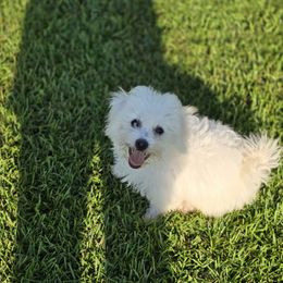 Maggie - White female Bichon Frise puppy in Selma, North Carolina from Havenkennels