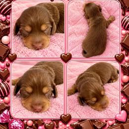 Reeses - Chocolate and tan female Dachshund puppy in High Hill, Missouri from High Hill Hounds