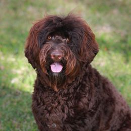 Australian Labradoodle All Grown Up from Lake House Doodles