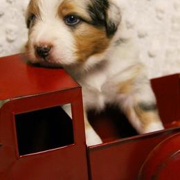 Australian Shepherd Puppies from Haulin' Auss Shepherds