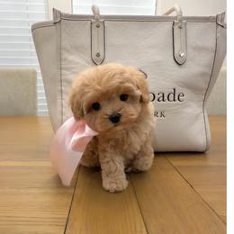 Maltipoo puppies from GlamPaw Maltipoos