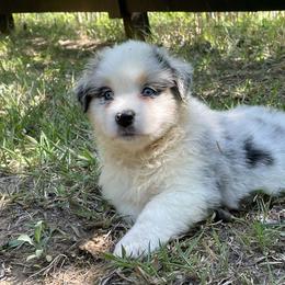 Bailey - Blue merle female Australian Shepherd puppy in Celina, Tennessee from CumberlandRidge Australian Shepherds