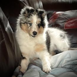 Shetland Sheepdog Puppies from Somerlake Shetland Sheepdogs