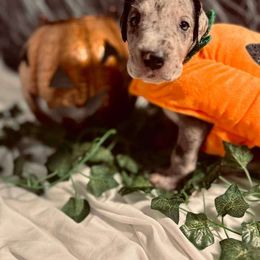 Rosé - Great Dane puppy from Gigantes de Cervantes