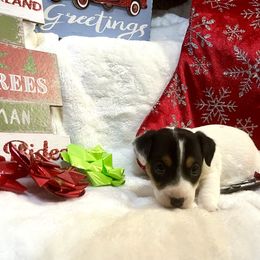 Border Collie and Jack Russell Terrier Puppies from CP FARMS BORDER COLLIES N JACKS CORP