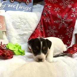 Border Collie and Jack Russell Terrier Puppies from CP FARMS BORDER COLLIES N JACKS CORP