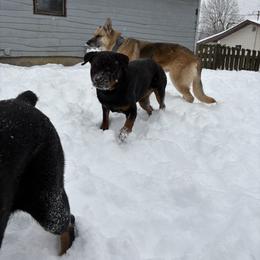 Harley - Rottweiler