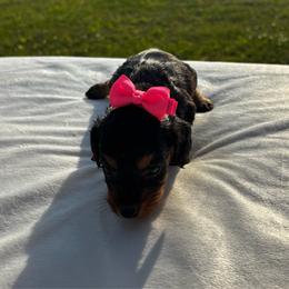 Sabrina - Black and tan female Dachshund puppy in Athens, Alabama from Weidenthal Dachshunds