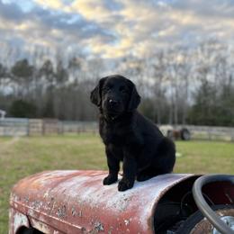 Flat-Coated Retriever Puppies from Flatline Flat-Coated Retrievers