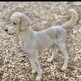 Goldendoodles from Armstrong Golden Doodles