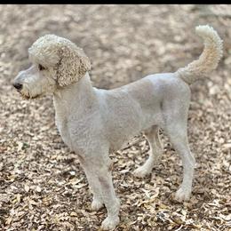 Goldendoodles from Armstrong Golden Doodles