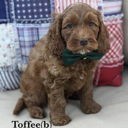 Toffee - Caramel red male Australian Labradoodle puppy in Citrus Heights, California from Elite Blend Labradoodles