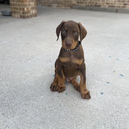 Doberman Pinscher Puppies from Ranchers Companion Doberman Kennel