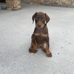 Doberman Pinscher Puppies from Ranchers Companion Doberman Kennel