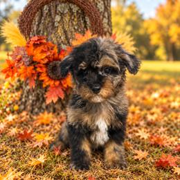 R i n g o (S t a r r) - male Cavapoochon puppy in Bullard, Texas from Cavapoochon Central LLC