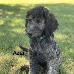 Azar - Chocolate male Goldendoodle puppy in Pasco, Washington from Camp Doodle Woods