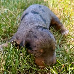 Ivy - Dapple female Dachshund puppy in Salem, Oregon from Longdox Mini Dachshunds