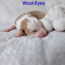 Wool-Eyes - Brown and white male Sheepadoodle puppy in Cornelia, Georgia from Yates Family Farm