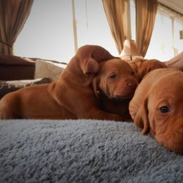 Vizsla Puppies from Mill Pond Farm Vizslas