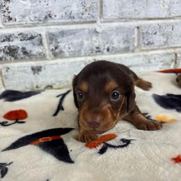 Pumpkin - Chocolate and tan male Dachshund puppy in Huntsville, Alabama from Bryant’s Miniature Dachshunds