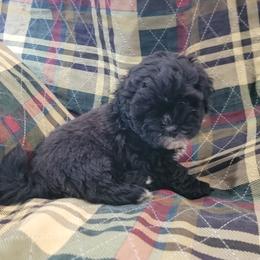 Shichon Puppies from Log Cabin Teddy Bears