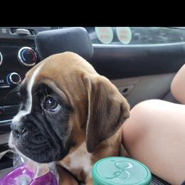 Boxer and Shih Tzu Puppies from L&L European Boxers and Shih Tzus