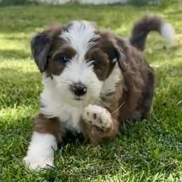 Annabelle - Chocolate merle female Bernedoodle puppy in Springville, Utah from Oodles of Bernedoodles