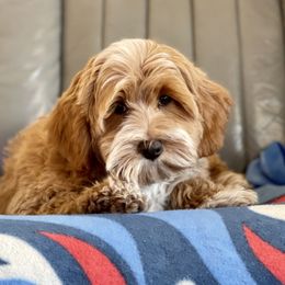 Titan - Australian Labradoodle