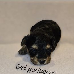 Biewer Terrier, Yorkipoo, and Yorkshire Terrier Puppies from Tiny Paws Luxury Pets