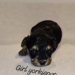 Biewer Terrier, Yorkipoo, and Yorkshire Terrier Puppies from Tiny Paws Luxury Pets