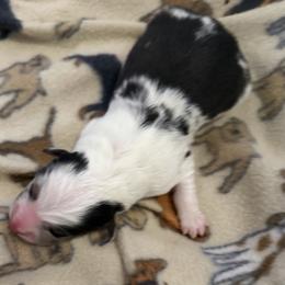 Vixen - Blue merle male Australian Shepherd puppy in Harrah, Oklahoma from Kamm's Aussies