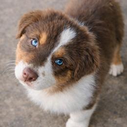 Australian Shepherd Puppies from Bon Temps Ranch