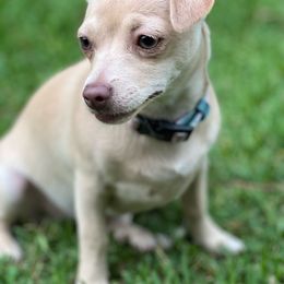 Angel - Chihuahua