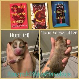 Hunt - Red and white male Pomsky puppy in Sumter, South Carolina from Emerald Skies Pomskies