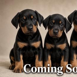 Doberman Pinscher All Grown Up from All About Furr Kennel