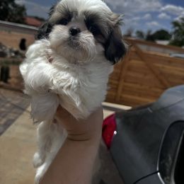 Sammy Davis - Sable and white male Shih Tzu puppy in Apple Valley, California from Southern California Shih Tzu Palace
