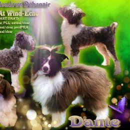 Dante - Chinese Crested