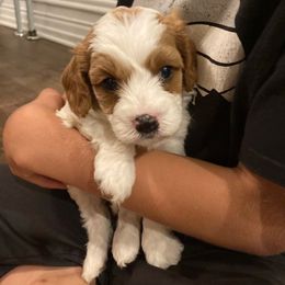 Riley - Blenheim male Cavapoo puppy in Reading, Pennsylvania from The Mexican Clan...