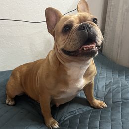 Bernedoodles, French Bulldogs, and Goldendoodles from Ohana Doodles x Frenchies